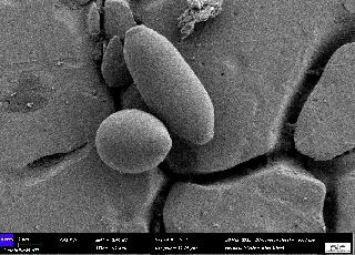 Millésime à Brett : mythe ou réalité ?