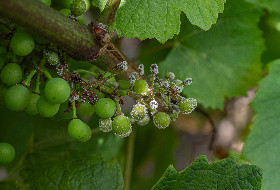 'Avoir du matériel monté et prêt à intervenir, même le samedi et le dimanche' : les amères leçons d'une pression mildiou historique dans les vignes de Mâcon