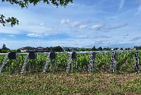 Viti-Tunnel lève 2 millions € pour sa solution dès 22 €/m², Bienesis sacré au CES de Las Vegas ☔