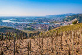 Des manifestants culs nus chez le négociant Michel Chapoutier