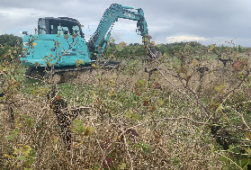 La Conf’ ne veut pas de prime à l’arrachage total des vignes bénéfique à 'quelques agro-industriels et grands négociants qui ubérisent l’agriculture paysanne'