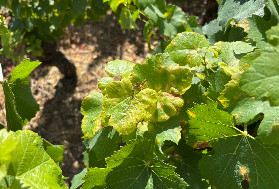 Contre le mildiou dans vos vignes 'l’enjeu est de ne pas surutiliser la zoxamide et l’oxathiapiproline qui restent encore peu ou pas impactées par les résistances'