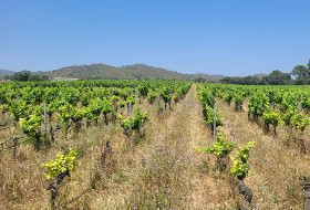 Enjeux de rolle pour les vignes de Provence aux petits soins contre le court-noué