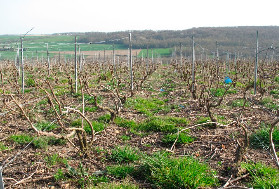 La vigne perd des glyphosates génériques : retrait du Crossover
