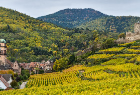 Nouvelle alerte à la flavescence dorée dans les vignes
