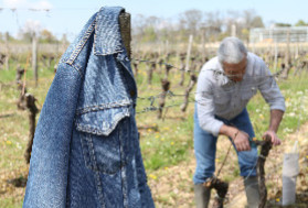 +6 000 €/ha : surprime à l'arrachage définitif des vignes de Cognac