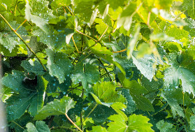 Et si la meilleure défense du cuivre dans les vignes était l’attaque en justice ?