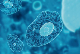 Lancement imminent de Tiagan à base de lysat d’amibe contre le mildiou et l’oïdium dans les vignes