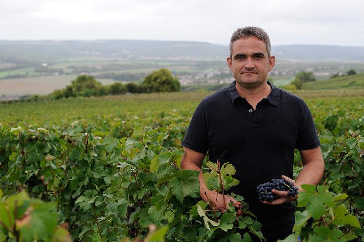  Viticulteurs recherchent plants désespérément