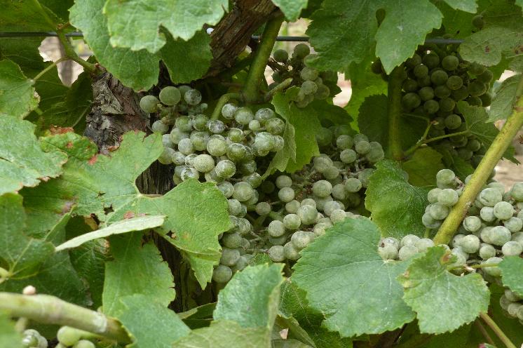 Pour lutter contre l'oïdium, la vigilance s'impose tout au long de la saison dans les vignes