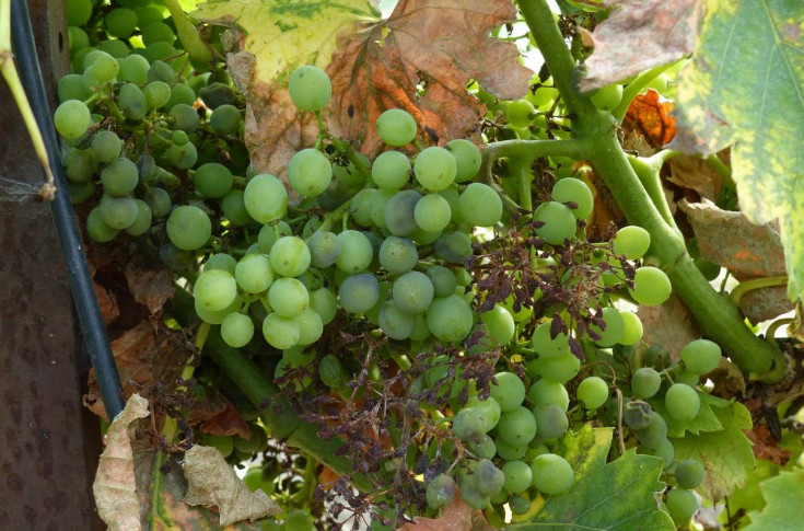 Syngenta lance une nouvelle association pour lutter contre le mildiou de la vigne