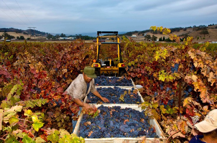 La surproduction de vins californiens semble inéluctable sans arrachages