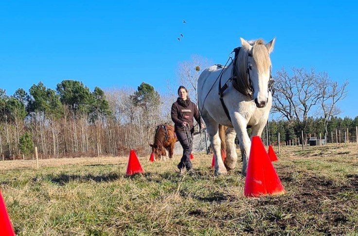Bordeaux a sa troisième école du cheval vigneron