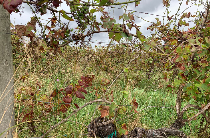 Et pourquoi pas mettre à l’amende les vignes laissées en friche ?