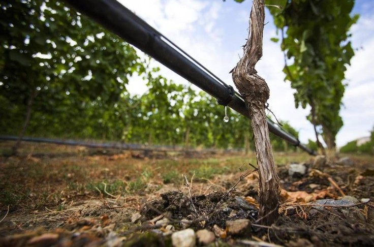 La sécheresse hivernale au vignoble pourrait ruiner le millésime 2022