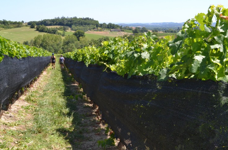 Les filets d’ombrage de la vigne prometteurs face au changement climatique