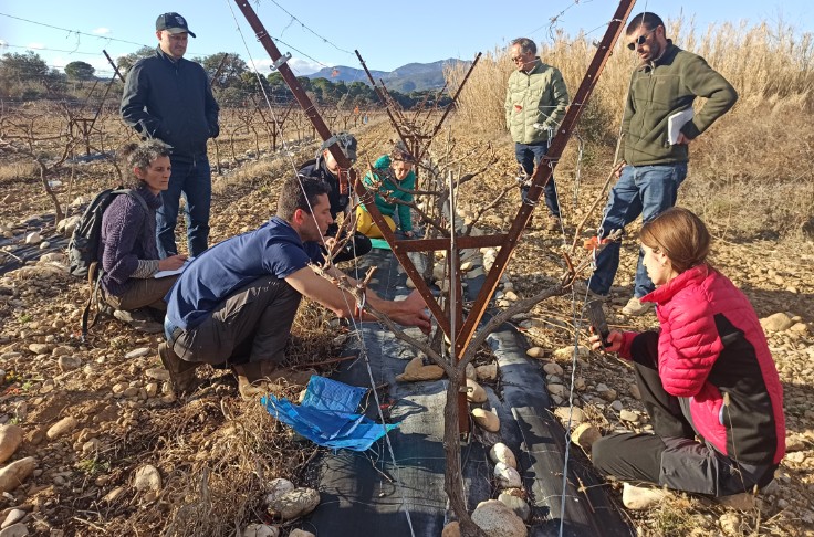 Produire du raisin de table pour compléter son revenu vigneron