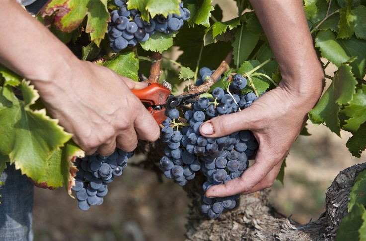 Le poids des baies de grenache dégringole de 26 % en 30 ans