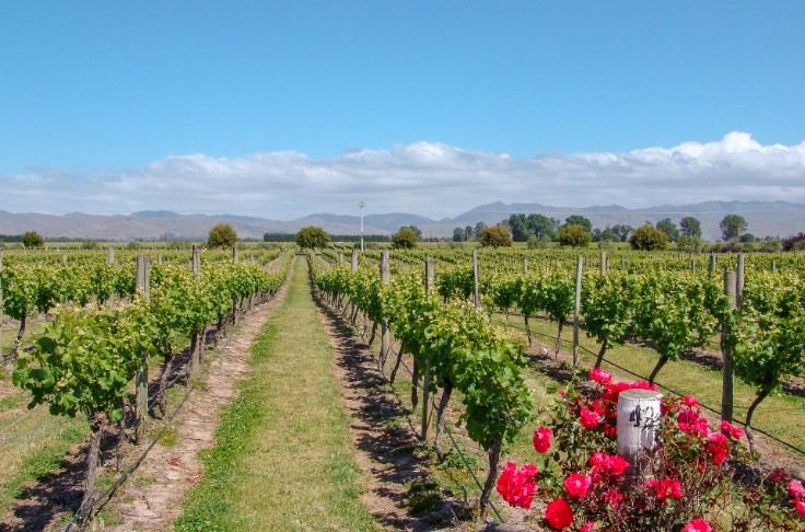 Des producteurs australiens contraints de laisser des raisins sur pied en 2022