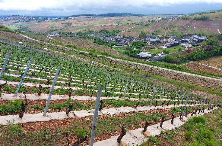  Le paillage, mieux que la pioche pour entretenir les rangs de vigne
