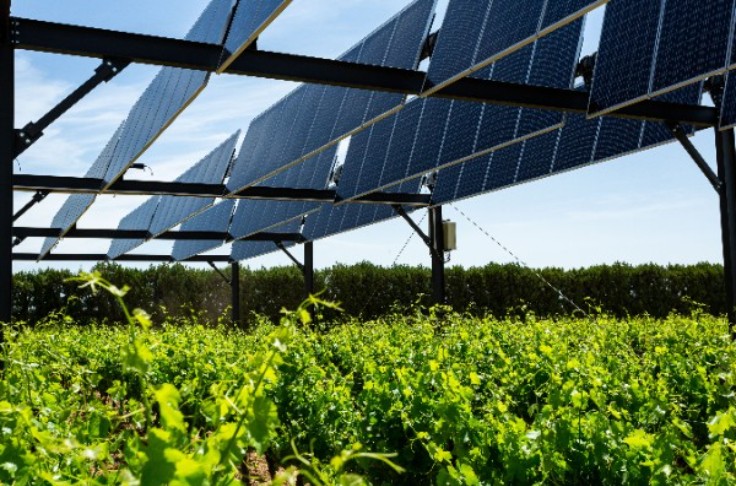 2 000 m² de panneaux photovoltaïques au-dessus de vignes à Bordeaux
