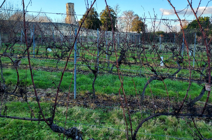 Les vins rouges de l’AOC d’Entre-deux-Mers visent le feu vert en 2023