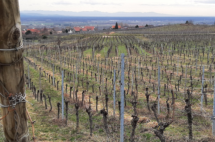 La confusion sexuelle dope la biodiversité des vignobles