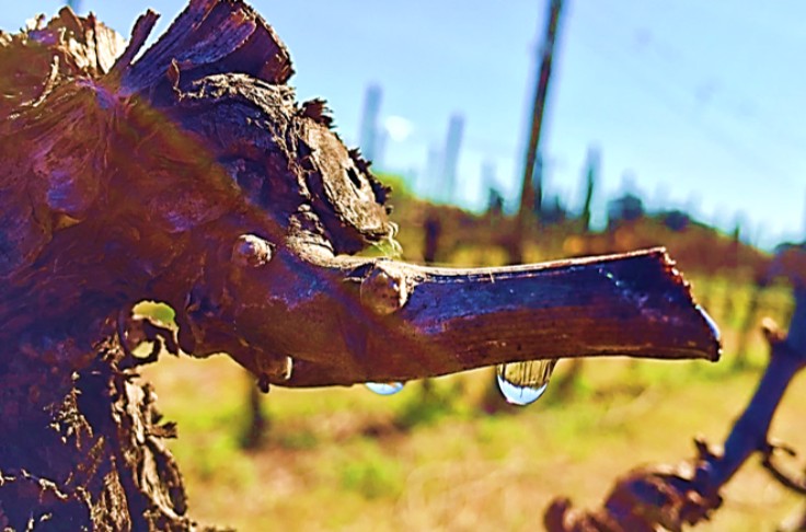 La chaleur fait déjà pleurer la vigne, et risque de la faire débourrer