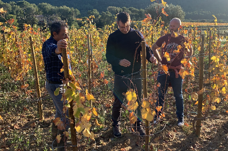 Un nouveau palissage des vignes en échalas