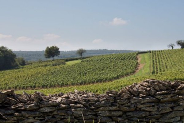 Une nouvelle méthodologie de réduction carbone pour les vins de Bourgogne