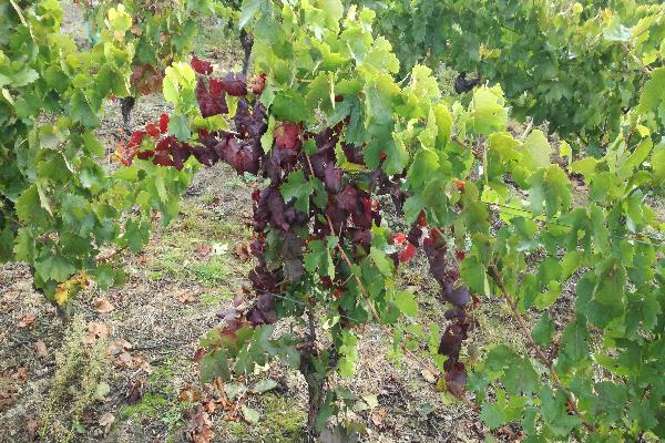 La lutte contre la flavescence dorée en 9 questions vigneronnes