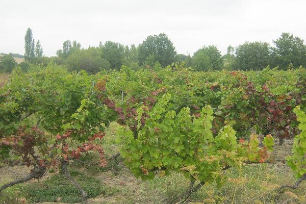  En bio, comment doper l’efficacité du Pyrévert contre la cicadelle de la flavescence ?