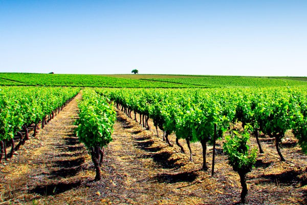 Comment bien utiliser le glyphosate et les autres produits de désherbage chimique en 2022 ?