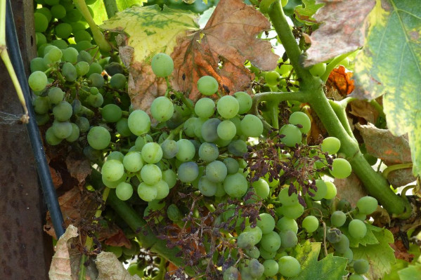 Syngenta lance une nouvelle association pour lutter contre le mildiou de la vigne