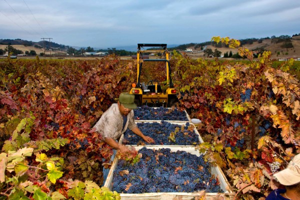 La surproduction de vins californiens semble inéluctable sans arrachages