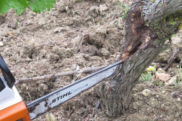 Il est plus rentable de cureter et regreffer que de replanter une vigne atteinte par l'esca
