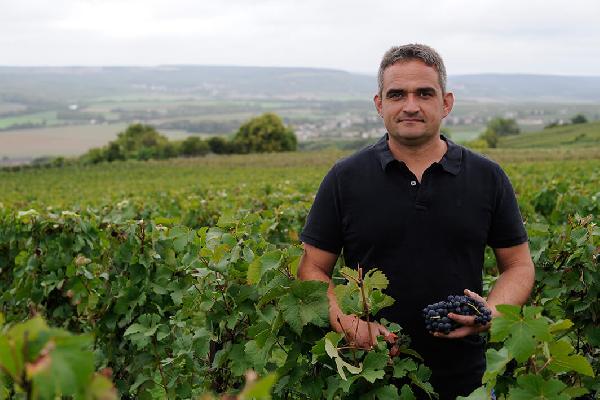  Viticulteurs recherchent plants désespérément