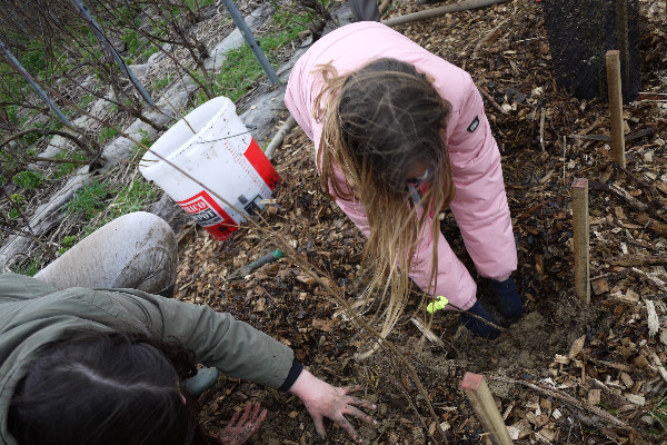 53 élèves de CM2 plantent 300 arbres dans le vignoble