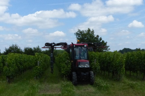 5 enjeux de la protection du vignoble en 2022