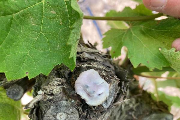  L’offre en biocontrôle pour lutter contre les ravageurs des vignes s’étoffe