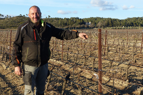 De premières vignes languedociennes protégées du gel par aspersion