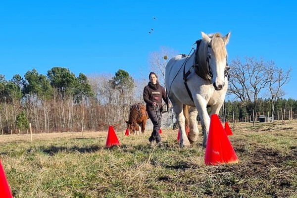 Bordeaux a sa troisième école du cheval vigneron