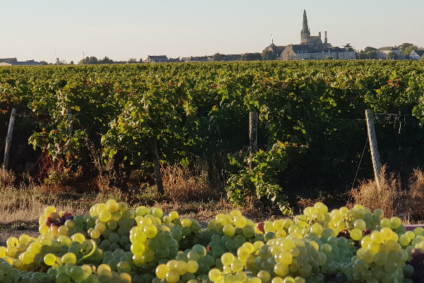 Hausses sur les prix des vins blancs et rosés du Val de Loire
