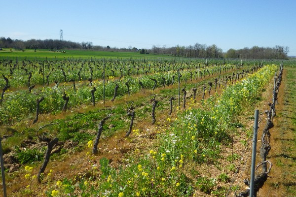 Une stratégie de désherbage différente pour chaque vignoble