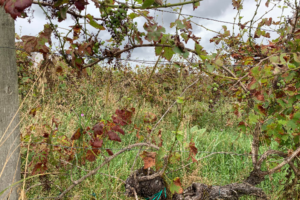 Et pourquoi pas mettre à l’amende les vignes laissées en friche ?