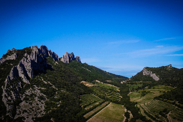 Les marques de Rhonéa vers le 100 % vin bio en 2030