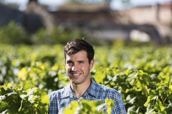  Cinq vignerons face aux difficultés de la taille des vignes gelées
