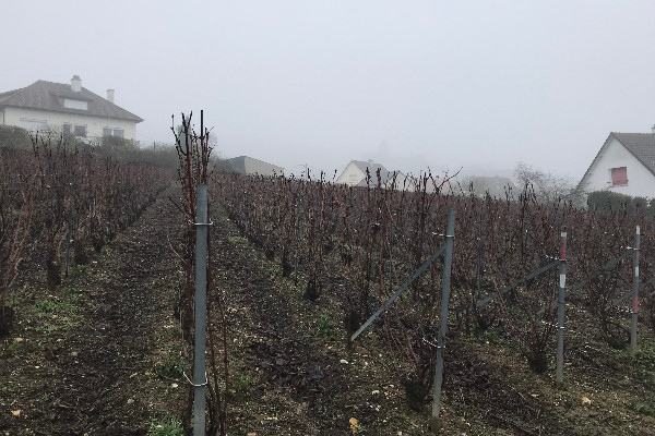 La Champagne premier vignoble AOC à tester un cépage résistant au mildiou et à l’oïdium