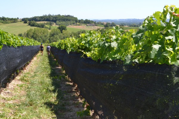 Les filets d’ombrage de la vigne prometteurs face au changement climatique