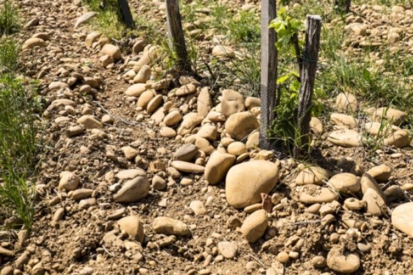 Ces pratiques qui redonnent vie aux sols vignerons